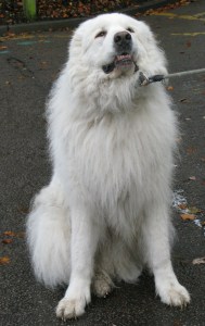 Isis Oct 29th, Oct 30th 009