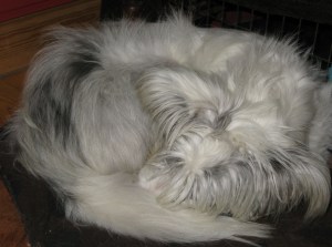 Isis October 22nd 001