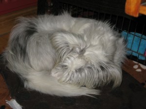 Isis October 22nd 001