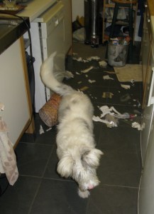 Isis october 23rd 2014 002