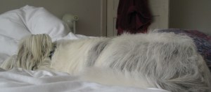 21-11-14 Isis jumps on the bed 004