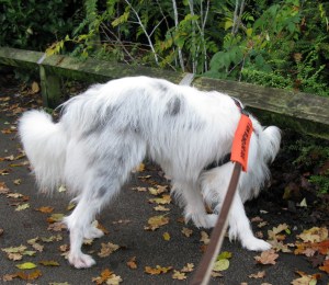 22-11-14 Isis in KH Park 003