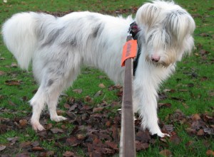 22-11-14 Isis in KH Park 012