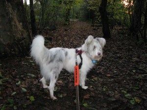 22-11-14 Isis in KH Park 014