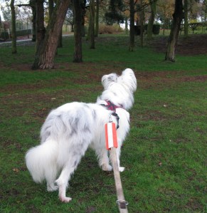 22-11-14 Isis in KH Park 015