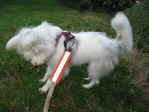 22-11-14 Isis in KH Park 019