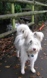 23 & 25 November 2014 Isis in Highbury, Isis in winter coat 005