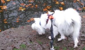 23 & 25 November 2014 Isis in Highbury, Isis in winter coat 007