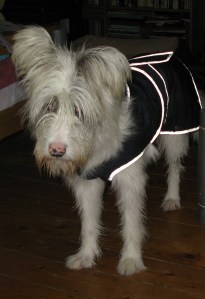 25-11-14 Isis in winter coat 004