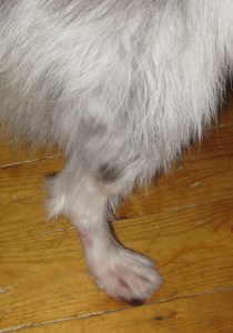 26-11-'14 Isis & me leg wounds 002