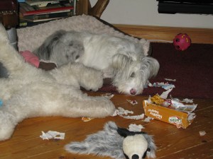 Isis November 14th 004