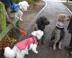 Isis,R,N, C Nov 6- 7 016