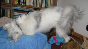 03-12-14 Isis & peanut butter kong 001