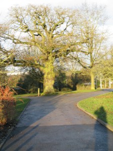 16-12-14 Isis KHP bright day 001