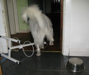 18-12-14 Isis chucks food stand in the air 002