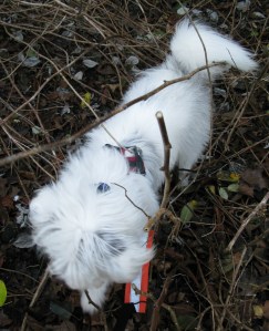 22-12-14 KPH photoshoot2, Drawing 3 FAT ISIS 008