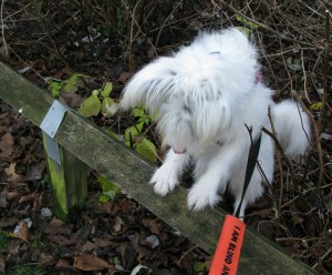 22-12-14 KPH photoshoot2, Drawing 3 FAT ISIS 010