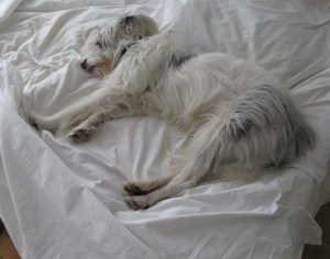 23-12-14 Isis after 300 grams chewed knickers ,photoshoot 2 001