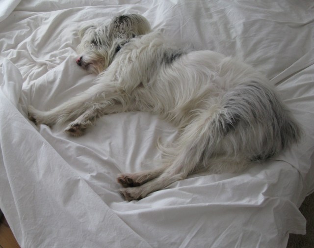 23-12-14 Isis after 300 grams chewed knickers ,photoshoot 2 001