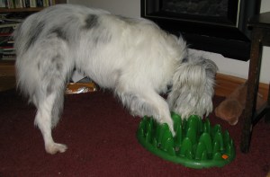 26-12-14 Green feeder 002