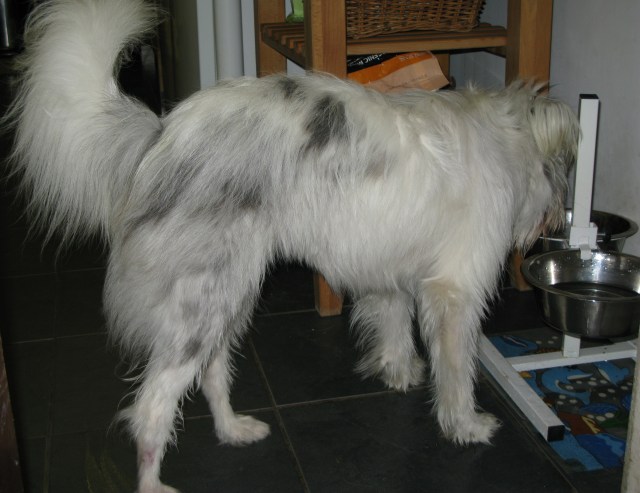 30-11-'14 Isis at tea 002