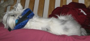 Isis sleeps in Buster collar 001
