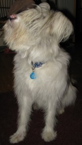 22-01-15 Isis just brushed and combed 001