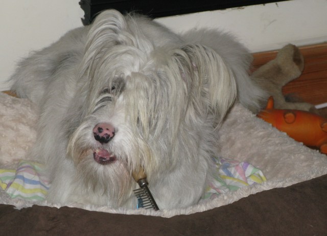 22-01-15 Isis just brushed and combed 002