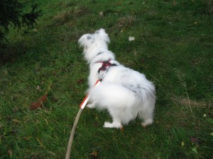 22-11-14 Isis in KH Park 021