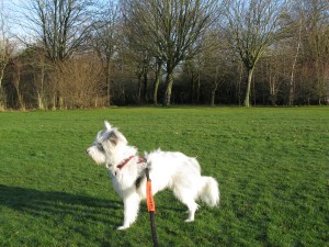 23-01-15 Kings heath Park Saturday 004