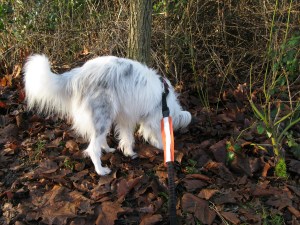 23-01-15 Kings heath Park Saturday 005