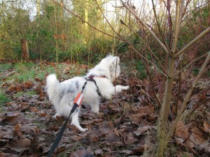 23-01-15 Kings heath Park Saturday 010