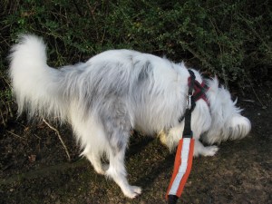 23-01-15 Kings heath Park Saturday 032