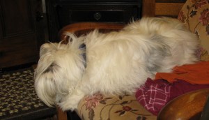 Dec 28- Jan 3 isis in Barmouth 005