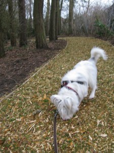 05-02-15 Isis, new paths KHP, Isis playing toy 004