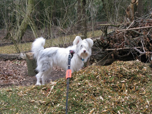 I am, after all, a perfectly reasonable animal.