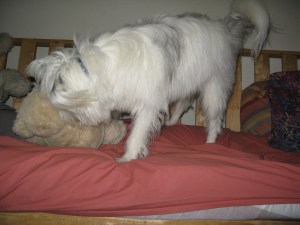 05-02-15 Isis, new paths KHP, Isis playing toy 014