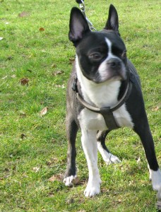 06-03-2015 Bugsy & Miss Roxy 001