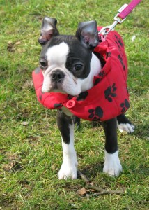 06-03-2015 Bugsy & Miss Roxy 002