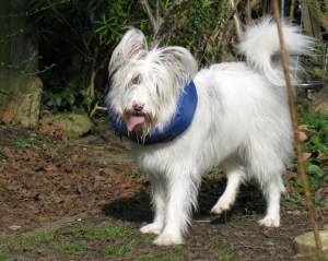 07-03-2015 Isis back in garden 002