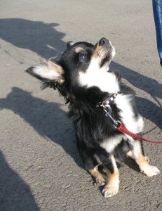 11-03-2015 Gnasher & co. KHP 002