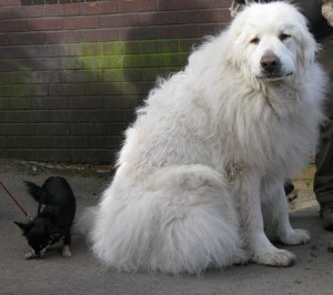 11-03-2015 Gnasher & co. KHP 006