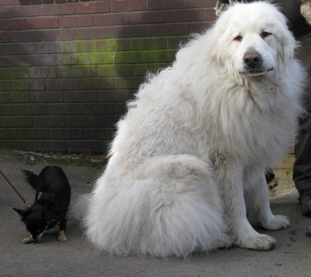Conchobhar with a friend March 2015.