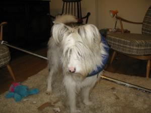 15-03-2015 Isis with draught excluder 001