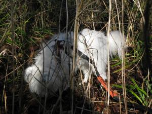 March 01 - March 05 22015 Isis + KHP 007