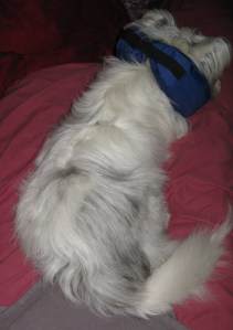 March 01 - March 05 22015 Isis + KHP 013