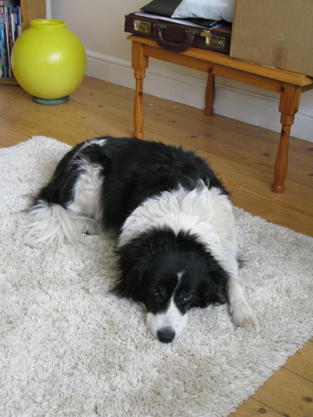 08-04-2015 May, Isis and trampled daffodils 002