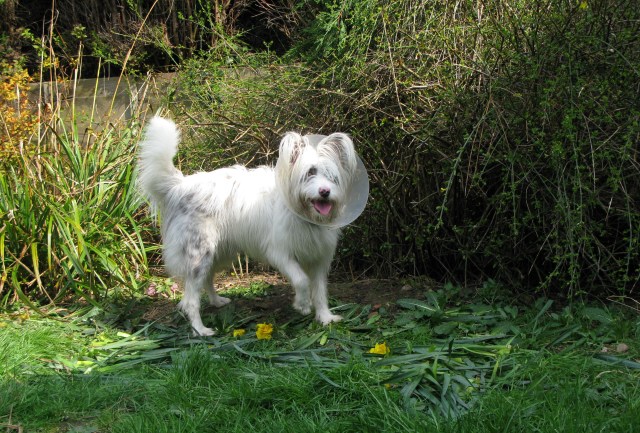 I've never heard of Wordsworth. What daffodils?