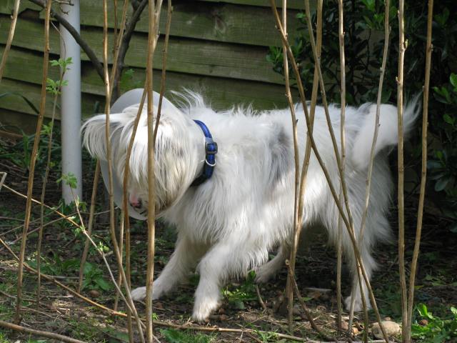 10-04-2015 - 12-04-15 Isis trashes garden, Milo 001