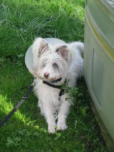 10-04-2015 - 12-04-15 Isis trashes garden, Milo 004